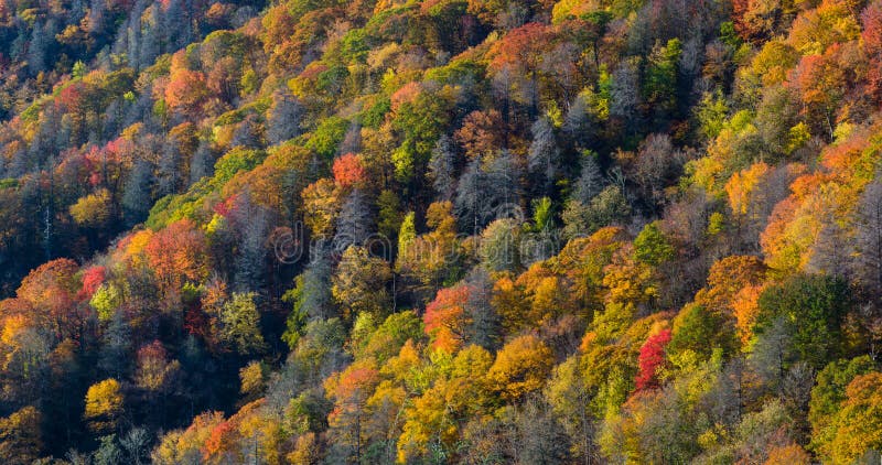 Autumn in the Great Smoky Mountains. Autumn Color in the Great Smoky Mountains National Park, North Carolina royalty free stock photography Autumn in the Great Smoky Mountains. Autumn Color in the Great Smoky Mountains National Park, North Carolina royalty free stock photography