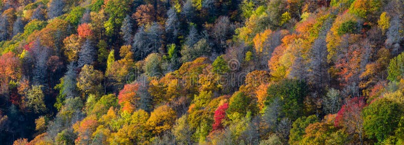 Autumn in the Great Smoky Mountains. Autumn Color in the Great Smoky Mountains National Park, North Carolina stock images Autumn in the Great Smoky Mountains. Autumn Color in the Great Smoky Mountains National Park, North Carolina stock images