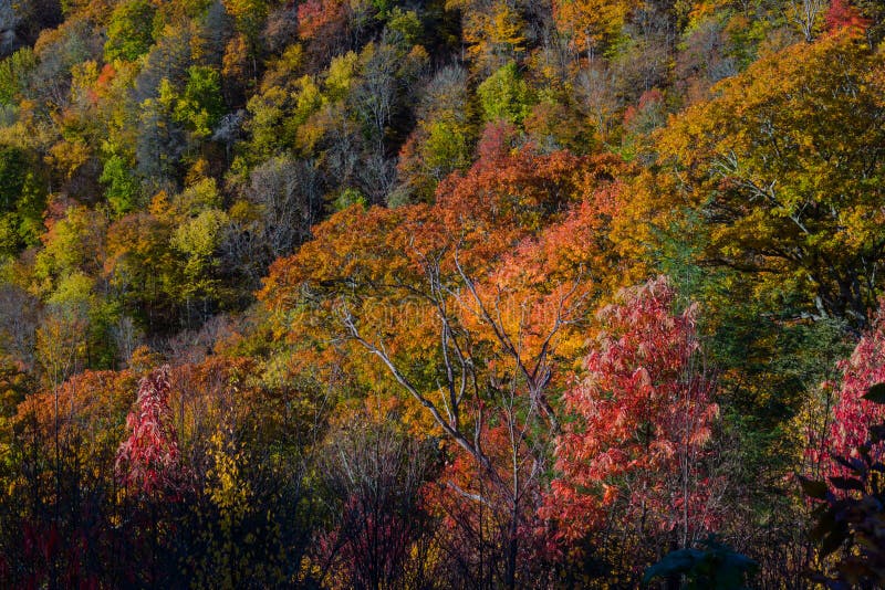 Autumn in the Great Smoky Mountains. Autumn Color in the Great Smoky Mountains National Park, North Carolina royalty free stock images Autumn in the Great Smoky Mountains. Autumn Color in the Great Smoky Mountains National Park, North Carolina royalty free stock images