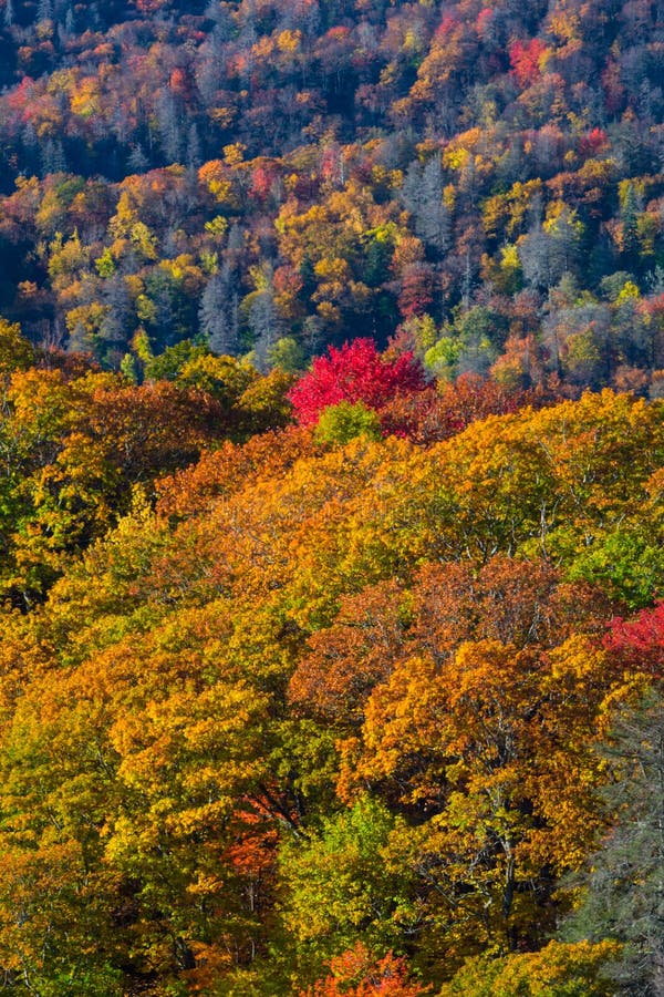 Autumn in the Great Smoky Mountains. Autumn Color in the Great Smoky Mountains National Park, North Carolina stock photos Autumn in the Great Smoky Mountains. Autumn Color in the Great Smoky Mountains National Park, North Carolina stock photos