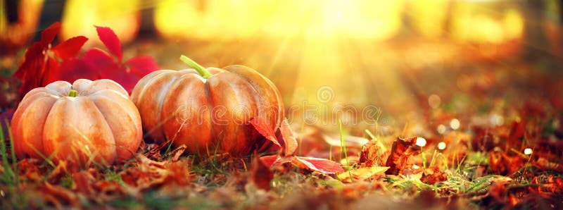 Autumn Halloween pumpkins. Orange pumpkins over nature background. Autumn Halloween pumpkins. Orange pumpkins over bright autumnal nature background stock photo