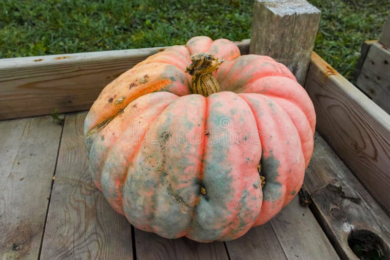 Download pumpkin patch zurich switzerland free trade Download pumpkin patch zurich switzerland free trade