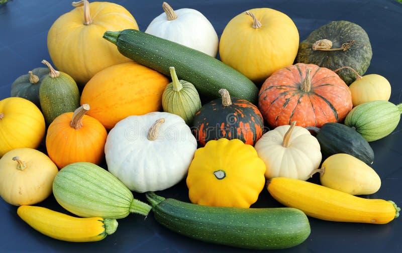 Squash and pumpkins. stock photo. Image of heirloom 125083344
