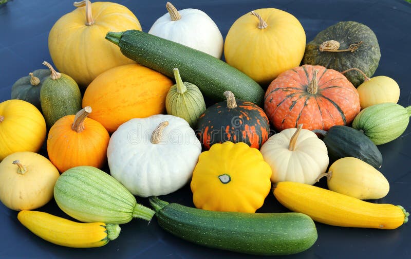 Squash and pumpkins. stock photo. Image of heirloom - 125083344