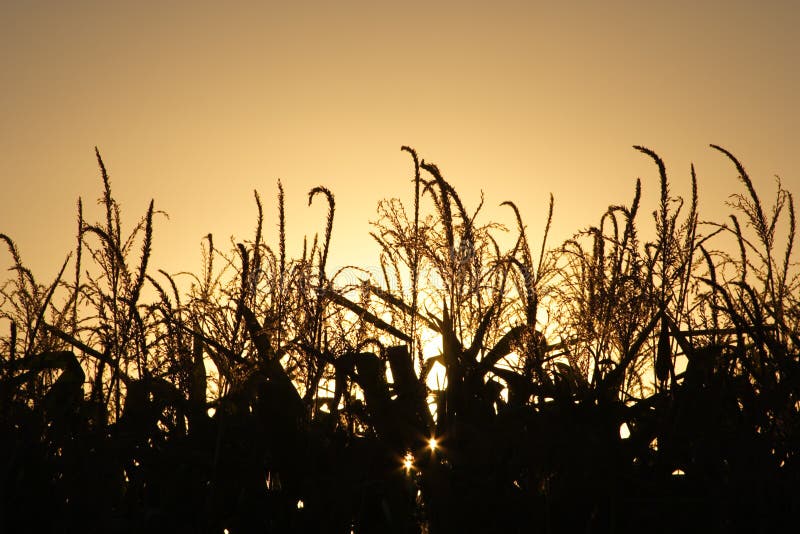 Autumn harvest stock image. Image of halloween, foliage - 1233985