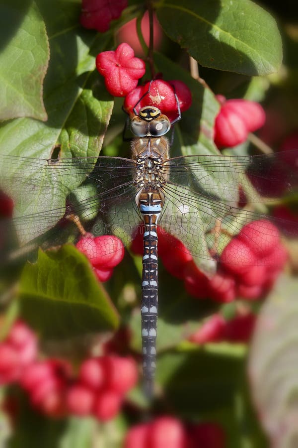 Common Spindle Bush Euonymus Europaeus Stock Photo Image of flower, velvety 16921612