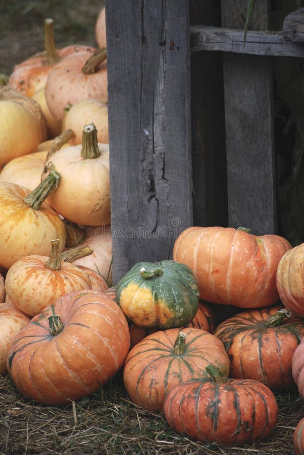 Autumn Heirloom Pumpkins at the Pumpkin Patch royalty free stock image Autumn Heirloom Pumpkins at the Pumpkin Patch royalty free stock image
