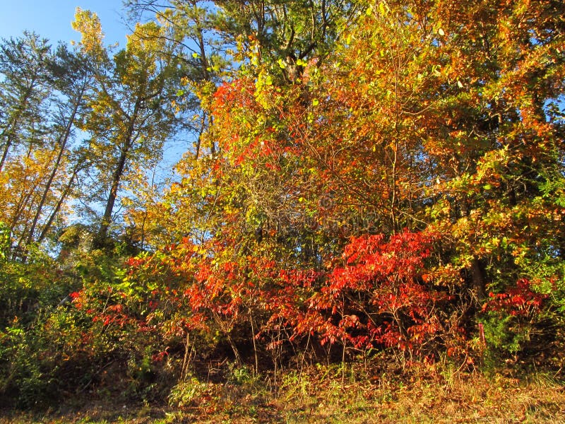 Autumn Hillside in Tennessee