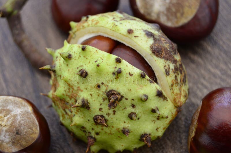 Conkers, the fruit of the Horse Chestnut tree (Aesculus hipposcastanea) with some still in their prickly case. Conkers, the fruit of the Horse Chestnut tree (Aesculus hipposcastanea) with some still in their prickly case.