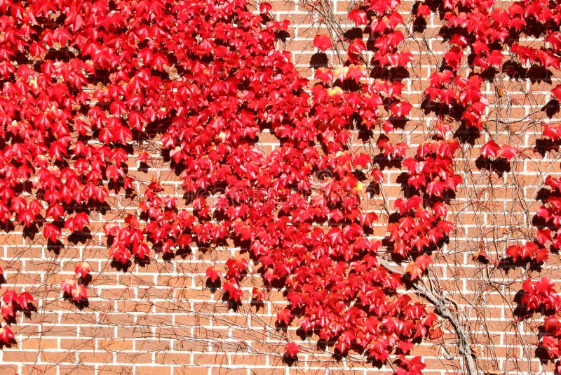 Autumn Ivy