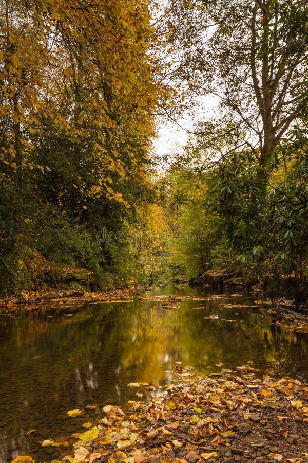 Autumn in Jesmond Dene vertical