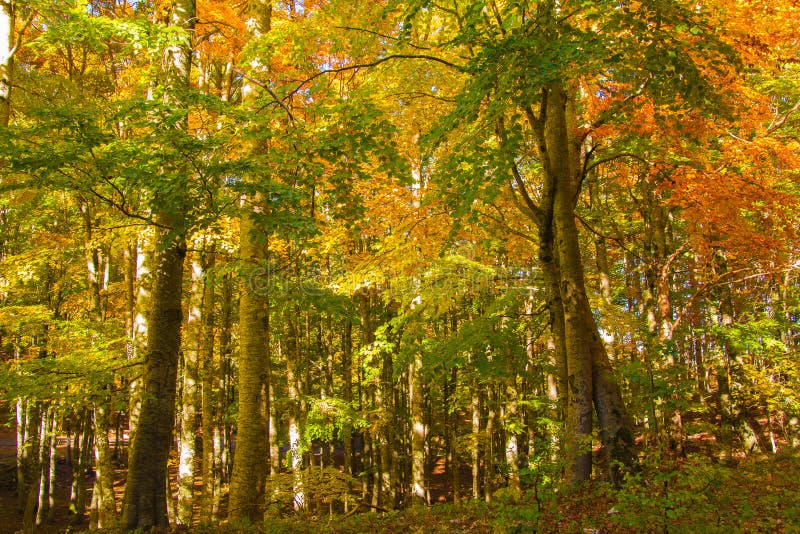 autumn kolor lasu obrazy stock autumn kolor lasu obrazy stock