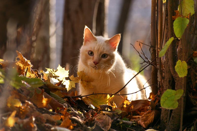 Autumn kota las obrazy stock