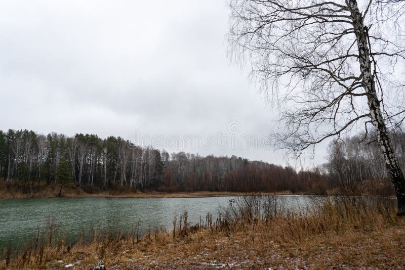 Autumn lake under drizzling rain and a tree on the shore