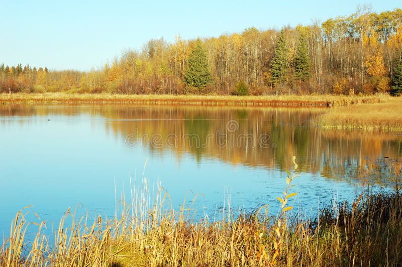 Autumn lake view in elk island stock images