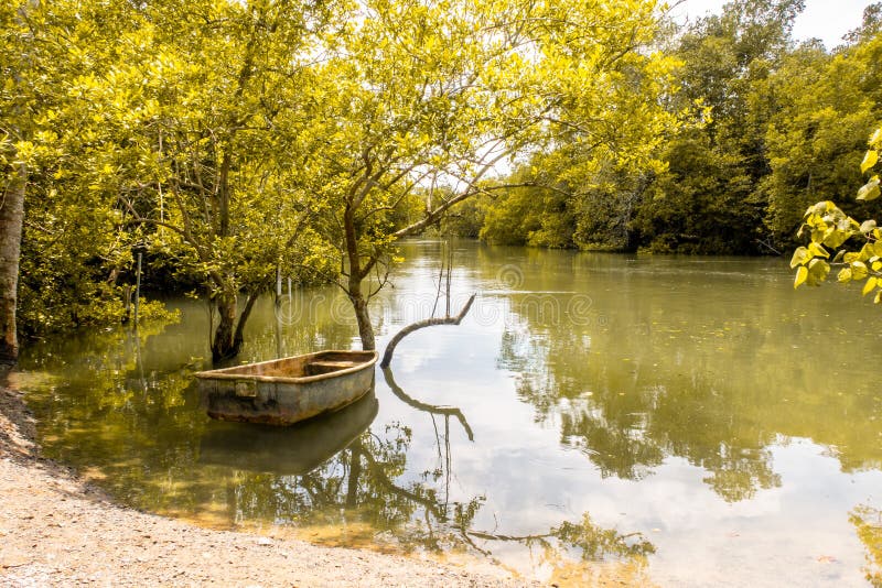 Autumn lake view with old wooden boat and yellow tree branches and creeper falling to the surface of the lake,Pulau Ubin,Singapore