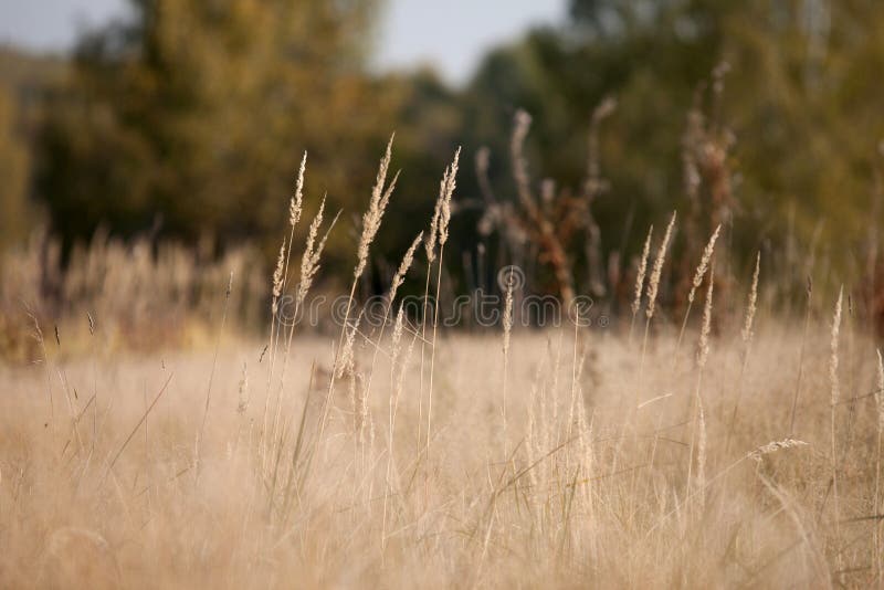 Autumn landscape royalty free stock photo