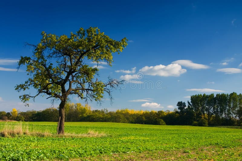 Autumn landscape