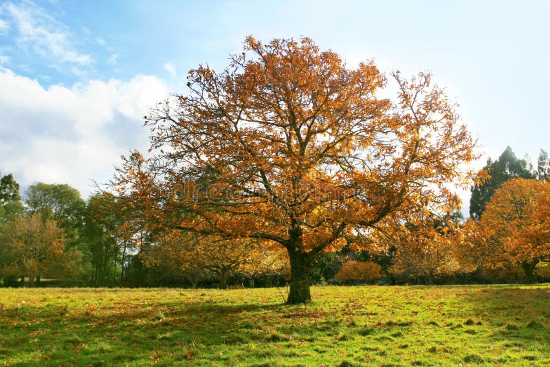 Autumn landscape