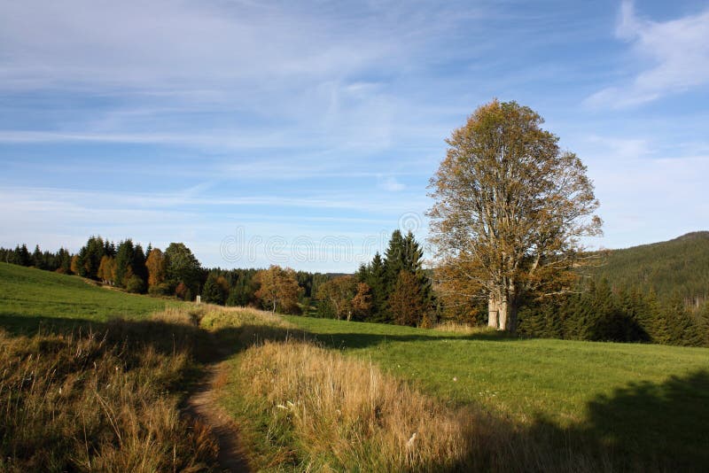 Autumn Landscape in a Afternoon Sun with a Solitary Tree, Bohemian Forest National park, Czech Republic, Europe royalty free stock images Autumn Landscape in a Afternoon Sun with a Solitary Tree, Bohemian Forest National park, Czech Republic, Europe royalty free stock images