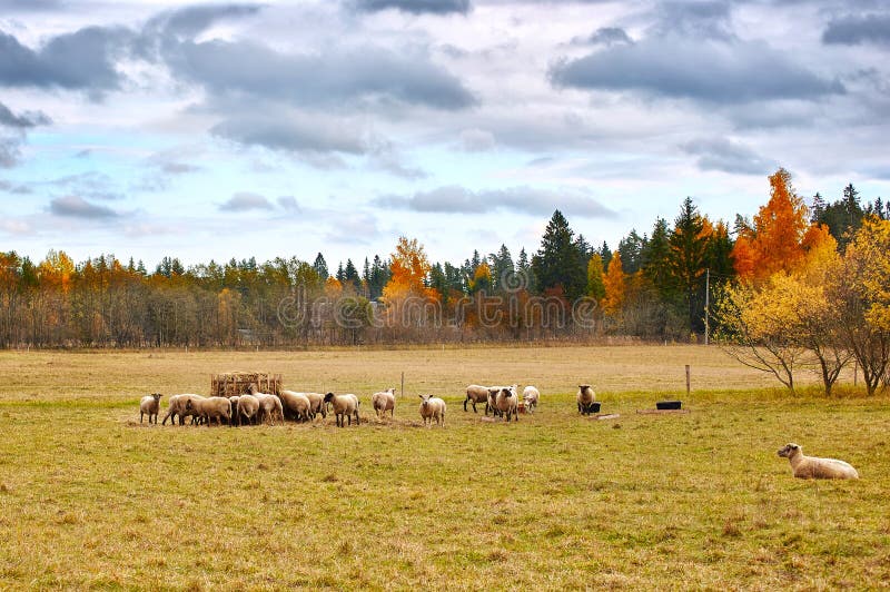 Autumn Landscape avec des moutons photo libre de droits Autumn Landscape avec des moutons photo libre de droits