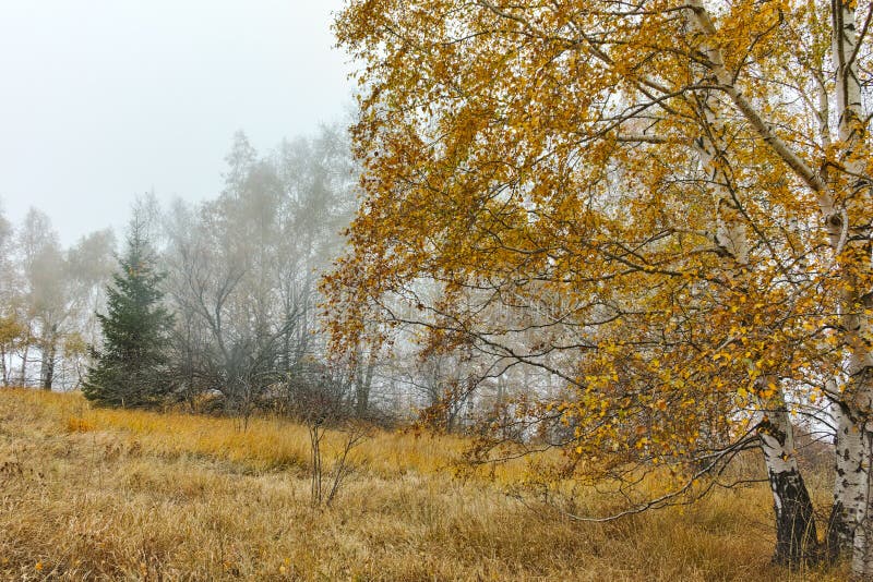 Autumn Landscape avec les arbres et le brouillard jaunes, montagne de Vitosha, Bulgarie photographie stock Autumn Landscape avec les arbres et le brouillard jaunes, montagne de Vitosha, Bulgarie photographie stock