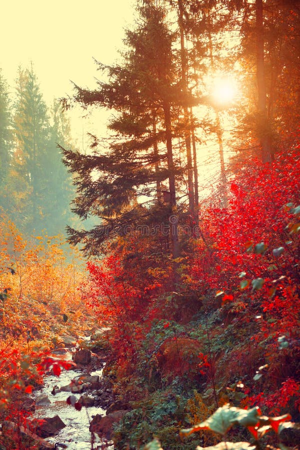 Autumn Trees stock image. Image of fresh, golden, beautiful - 27405045