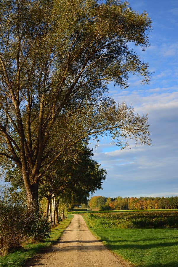 Autumn landscape in Bavaria in portrait format with a tree and an avenue on a path with bright colors against a blue sky with