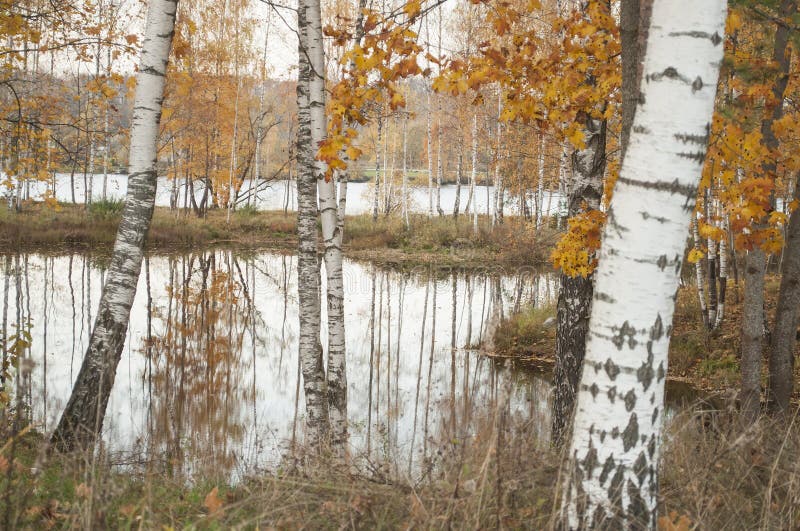 Autumn Landscape with Birch Trees Reflection in the Water Stock Photo 