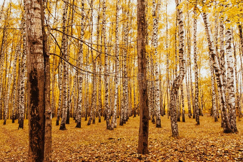 Autumn Landscape Birchwood. Forest Tree Autumn Background Stock Image
