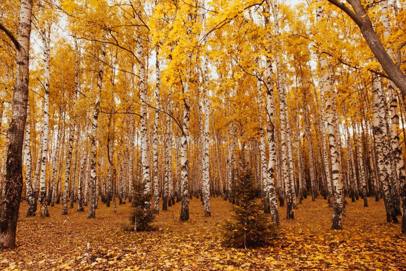 Autumn Landscape Birchwood. Forest Tree Autumn Background Stock Photo