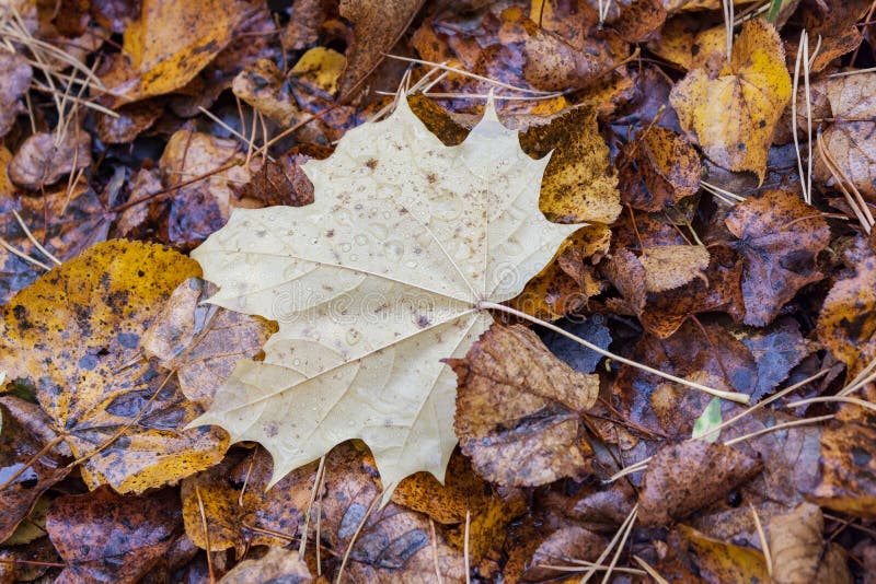 Autumn landscape in the city park leaves of trees close up