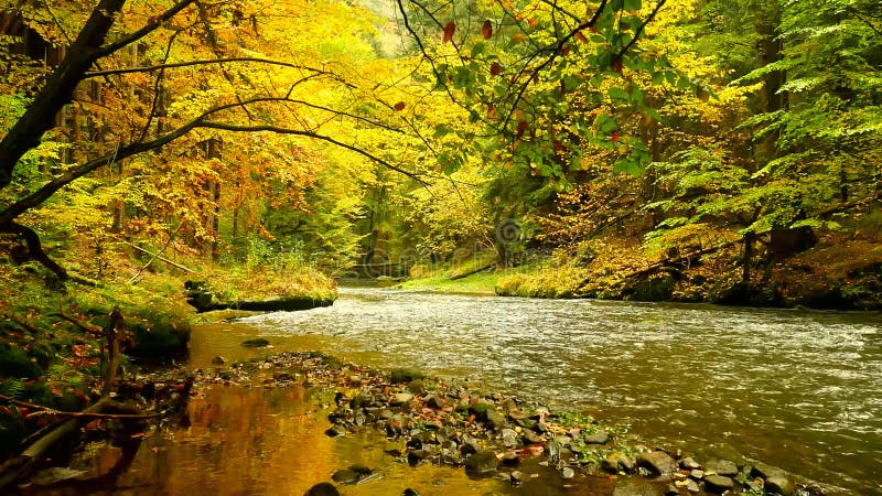 Autumn landscape, colorful leaves on trees, morning at river after rainy night. Colorful leaves. Autumn stream. Forest river.