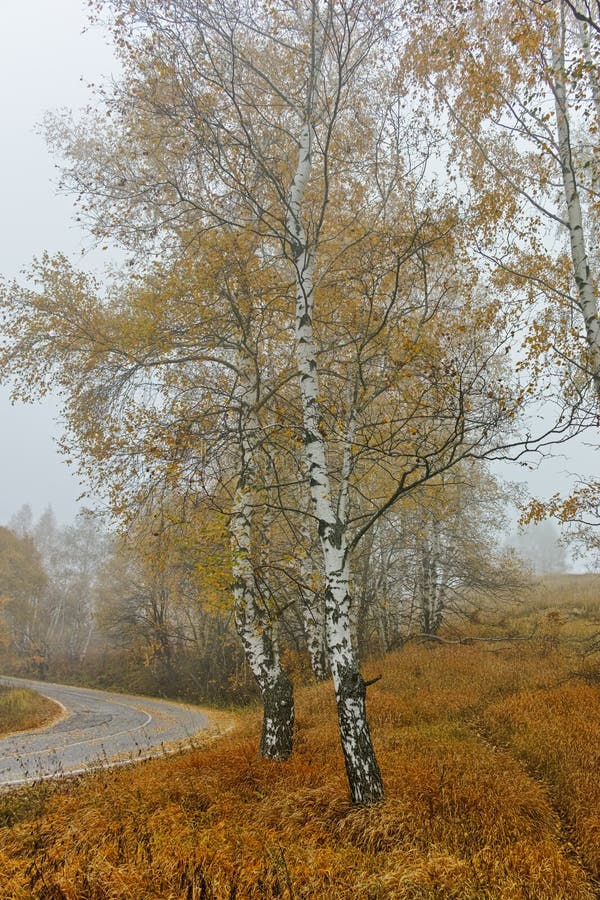 Autumn Landscape com árvores e névoa amarelas, montanha de Vitosha, Bulgária fotos de stock Autumn Landscape com árvores e névoa amarelas, montanha de Vitosha, Bulgária fotos de stock