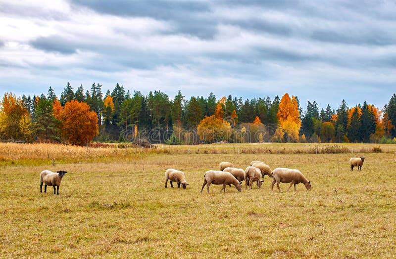 Autumn Landscape con las ovejas imagen de archivo libre de regalías Autumn Landscape con las ovejas imagen de archivo libre de regalías