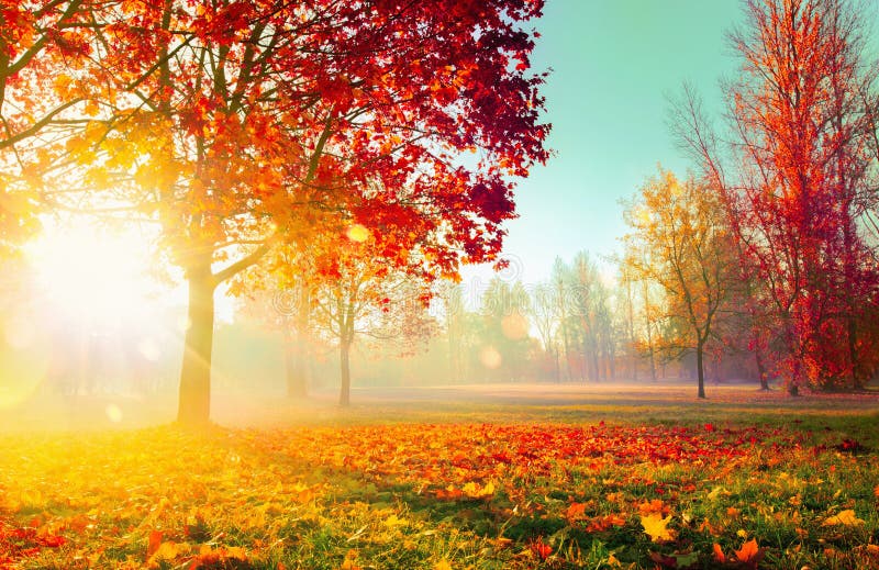 Autumn Landscape Fallszene Bäume und Blatt-im Sonnenlicht Strahlen