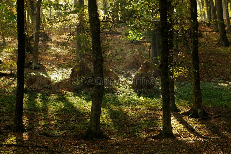 Colors of autumn in a landscape in the forest. Colored leaves. Autumn background