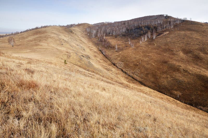 Autumn Landscape with Gentle Hills Covered with Yellow Autumn Grass and ...