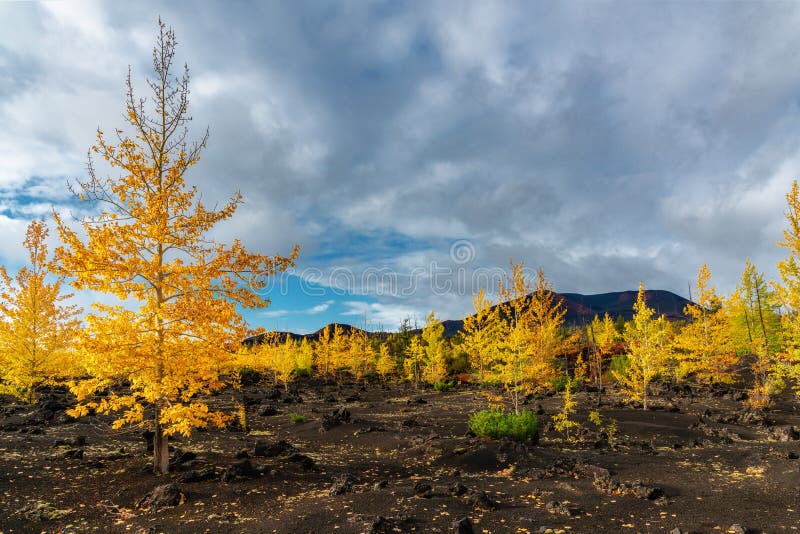 Autumn Landscape In Kamchatka Russia Yellow And Green Trees Against