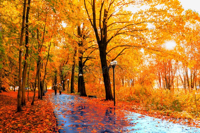Autumn Landscape Les arbres d'automne et les feuilles d'automne sur la route goudronnée humide en automne garent l'allée après pl photo libre de droits Autumn Landscape Les arbres d'automne et les feuilles d'automne sur la route goudronnée humide en automne garent l'allée après pl photo libre de droits