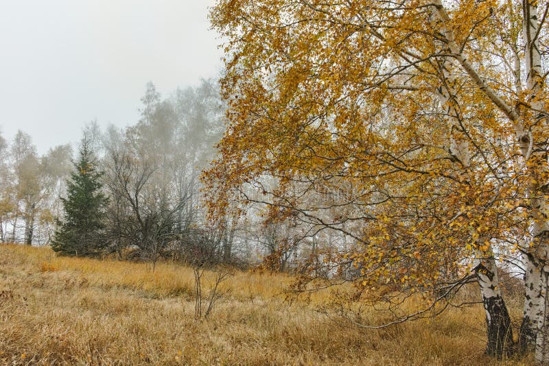 Autumn Landscape med gula träd, Vitosha berg, Bulgarien royaltyfria foton Autumn Landscape med gula träd, Vitosha berg, Bulgarien royaltyfria foton