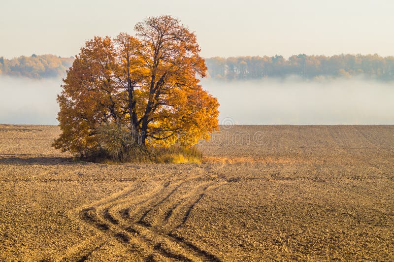 3703 Individual Trees Photos Free And Royalty Free Stock Photos From