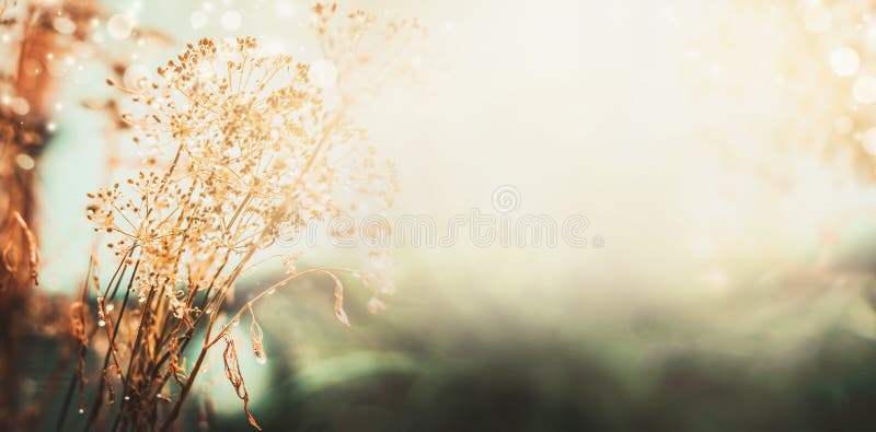 Autumn landscape nature background. Dried flowers with water drops after the rain on the field, banner