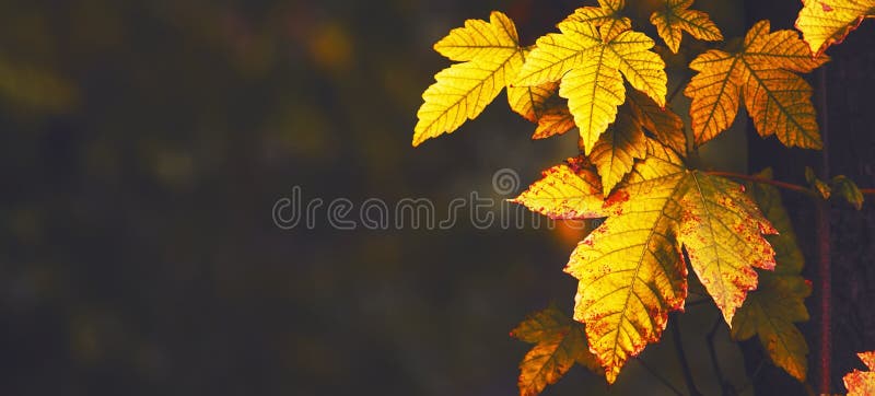 Autumn landscape, orange maple leaves, dark toned image, selective focus. Season stock photo image stock images, royalty-free photos and pictures