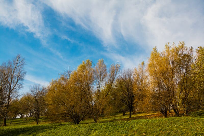 Autumn landscape, park, countryside, trees on hill with yellow foliage, bright blue sky, light clouds