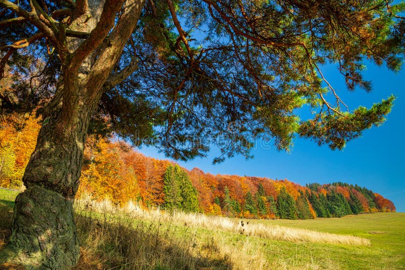 Autumn Landscape with a Pine Tree on a Sunny Day Stock Image - Image of ...