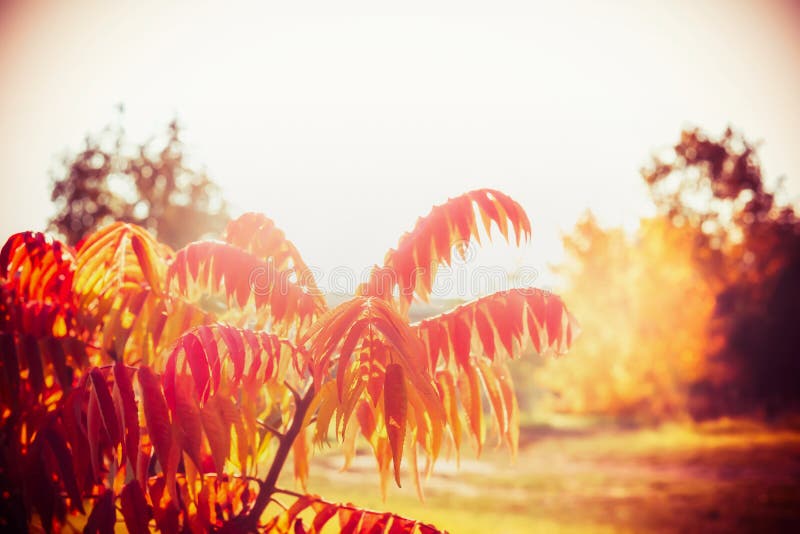 Autumn landscape with red foliage of Staghorn Sumac tree, fall outdoor nature