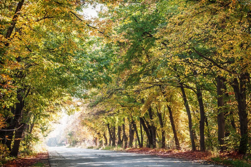 Autumn landscape.