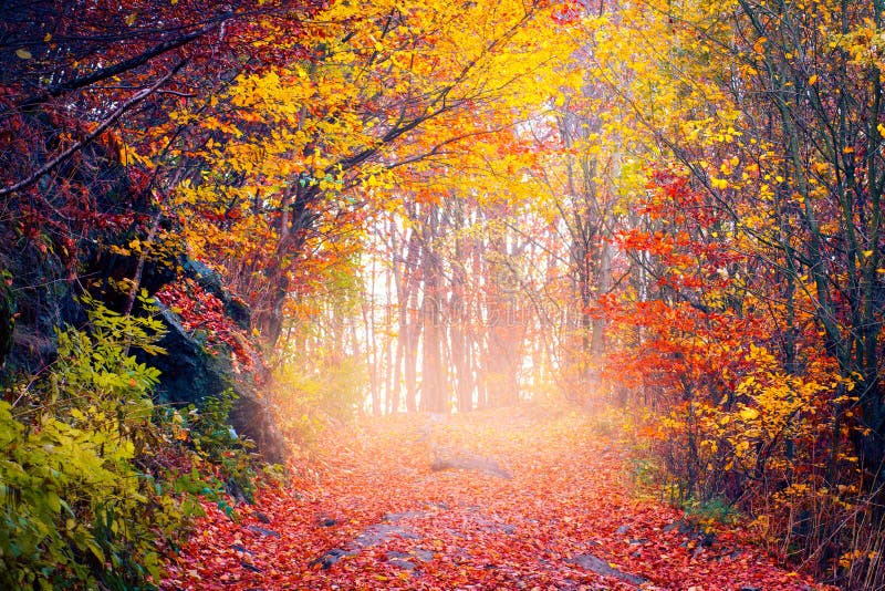 Autumn Landscape Road Covered By Falling Foliage In Autumn Forest