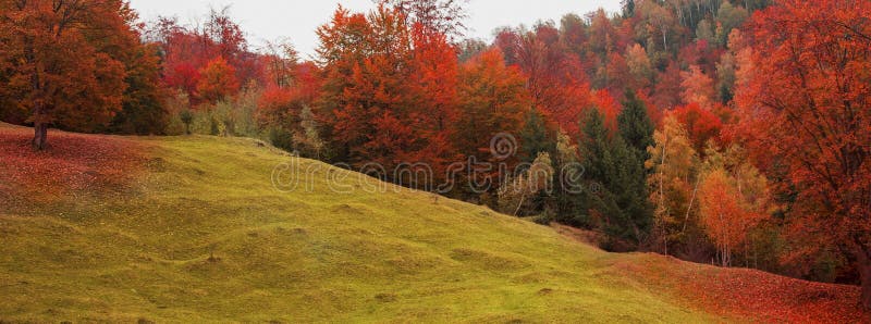 Autumn landscape with scenic colorful view of meadow and tree forest